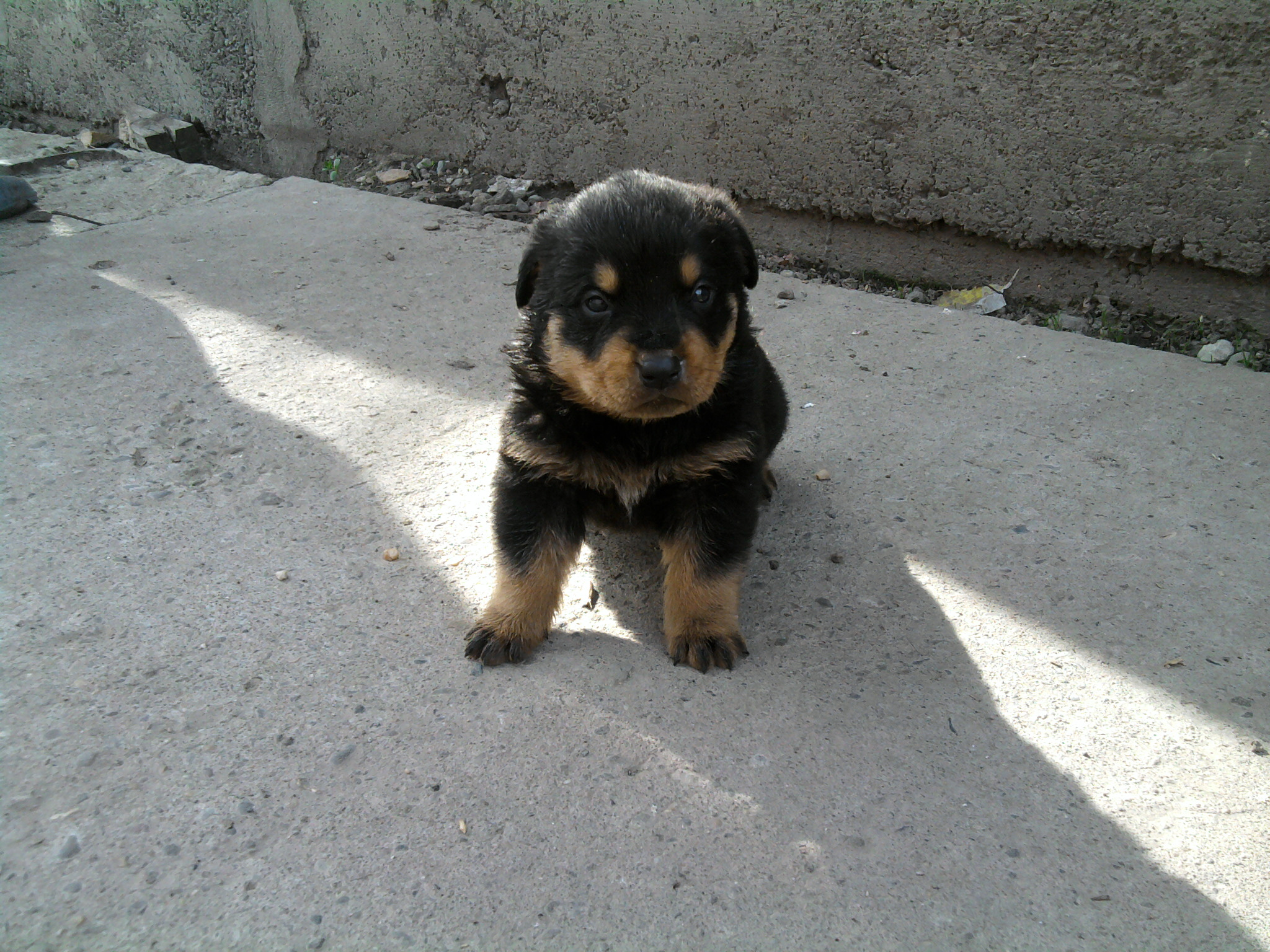 mascul-rottweiler.jpg