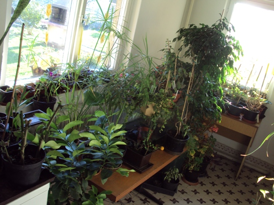 dsc07239.jpg