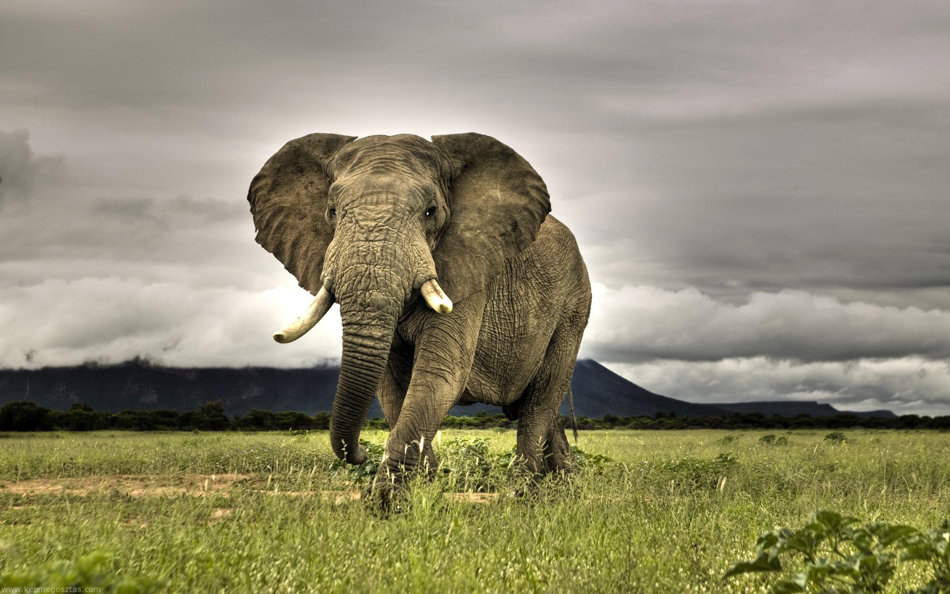 afrikai-elefant.jpg